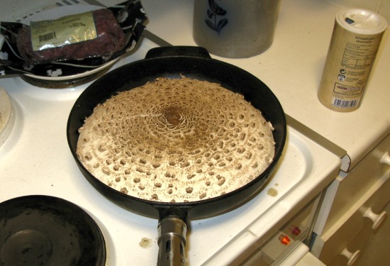 Macrolepiota Procera Parasol